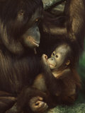 Orang Utan Mother and Baby, Pongo Pygamaeus, in Captivity, Singapore Zoo, Singapore Photographic Print by Ann & Steve Toon