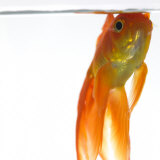 Goldfish Just Below Surface of the Water Photographic Print by Mark Mawson