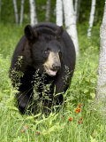 Captive Black Bear (Ursus Americanus), Sandstone, Minnesota Photographie par James Hager