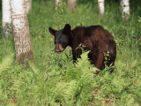 Black Bear Cub (Ursus Americanus), in Captivity, Sandstone, Minnesota, USA Photographie par James Hager