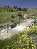 Mountain Stream Through Palmeto Gulch with Golden Aster, Gunnison National Forest Photographic Print by James Hager Mountain Stream Through Palmeto Gulch with Golden Aster, Gunnison National Forest Photographic Print by James Hager