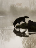 Gray Wolf (Canis Lupus) Drinking in the Fog, Reflected in the Water, in Captivity, Minnesota, USA Lámina fotográfica por James Hager Gray Wolf (Canis Lupus) Drinking in the Fog, Reflected in the Water, in Captivity, Minnesota, USA Lámina fotográfica por James Hager