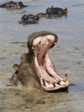 Hippopotamus Yawning, Serengeti National Park, Tanzania, East Africa, Africa Photographic Print by James Hager Hippopotamus Yawning, Serengeti National Park, Tanzania, East Africa, Africa Photographic Print by James Hager