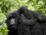Adult Female Mountain Gorilla with Infant Riding on Her Back, Amahoro a Group, Rwanda, Africa Fotografie-Druck von James Hager