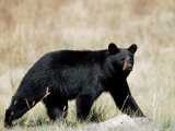 Black Bear (Ursus Americanus), Outside Glacier National Park, Montana Photographie par James Hager