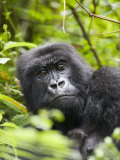 Adult Female Mountain Gorilla (Gorilla Gorilla Beringei), Group 13, Rwanda, Africa Photographic Print by James Hager