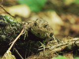 Woodhouse's Toad (Bufo Woodhousei), Ricketts Glen State Park, Pennsylvania Photographic Print by James Hager