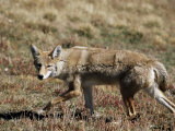 Coyote (Canis Latrans), Rocky Mountain National Park, Colorado Photographic Print by James Hager
