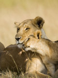 Lioness and Cub Showing Affection, Masai Mara Game Reserve, Kenya, East Africa, Africa Photographic Print by James Hager