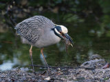 Yellow-Crowned Night Heron (Nyctanassa Violacea), J. N. "Ding" Darling National Wildlife Refuge Photographic Print by James Hager