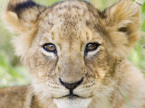 Head on Shot of Lion Cub Looking at Camera, Masai Mara Game Reserve, Kenya, East Africa, Africa Photographic Print by James Hager