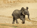 Baby African Elephant Running, Addo Elephant National Park, South Africa, Africa Lámina fotográfica por James Hager Baby African Elephant Running, Addo Elephant National Park, South Africa, Africa Lámina fotográfica por James Hager