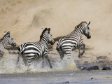 Zebra Crossing the Mara River, Masai Mara National Reserve, East Africa, Africa Photographic Print by James Hager
