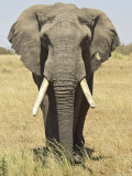 Front View of African Elephant with a Pierced Ear, Masai Mara National Reserve, East Africa, Africa Photographic Print by James Hager