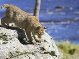 Young Bobcat (Lynx Rufus) in Captivity, Minnesota Wildlife Connection, Sandstone, Minnesota, USA Photographic Print by James Hager