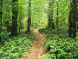 Footpath Through Myrtle Beech Trees in the Temperate Rainforest, Australia, Pacific Lámina fotográfica por Jochen Schlenker Footpath Through Myrtle Beech Trees in the Temperate Rainforest, Australia, Pacific Lámina fotográfica por Jochen Schlenker