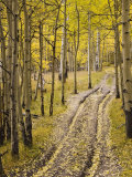 Two-Track Lane Through Fall Aspens, Near Telluride, Colorado Photographic Print by James Hager
