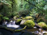 Taggerty River, Tree Ferns and Myrtle Beech Trees in the Temperate Rainforest, Victoria, Australia Photographic Print by Jochen Schlenker