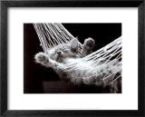 Sieste de chaton II Affiches par David Mcenery