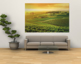 Vineyard, Hunter Valley, Australia Mural por Peter Walton