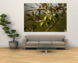 Olives, Tuscany, Italy Wall Mural by Keith Levit