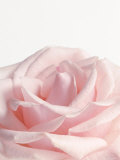 Powder Pink Rose I Posters