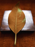 Sepia Leaf Prints