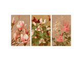 Red and Painted Trillium Prints