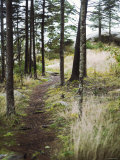 Afternoon Hike Posters