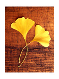 Yellow Ginkgo Leaves Posters