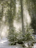 Winter Forest I Photo