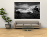 White Horse Swimming Wall Mural by Tim Lynch