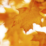 Autumn Leaves in Soft Sunshine II Kunstdruck