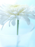 White Anemone Dahlia II Láminas