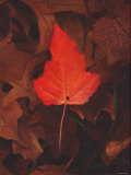 Fiery Leaf Pôsters Fiery Leaf Pôsters