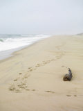 Footprints on Tranquil Beach Posters