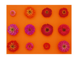Pinks and Reds on Sunset Orange, Zinnia Family Affiche