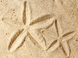 Starfish Imprints Photo