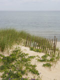 Sandy Dune with Vetch and Grasses Prints