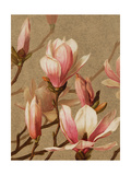 Magnolia rosa Póster