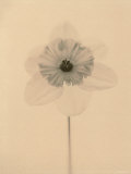 Narcisses Poster