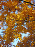 Golden Autumn Leaf Cascade Prints