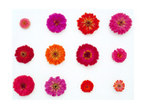 Pinks and Reds on White, Zinnia Family Poster