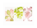 Pink Dogwood Flowers II Plakat Pink Dogwood Flowers II Plakat