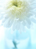 White Anemone Dahlia I Posters