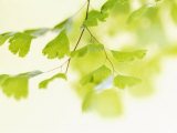 Gingko Breeze Láminas Gingko Breeze Láminas