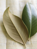 Magnolia Leaves I Posters