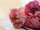 Pink Peonies - Poster Pink Peonies - Poster