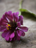 Purple Zinnia Affiches
