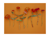 Zinnia Row on Orange Posters